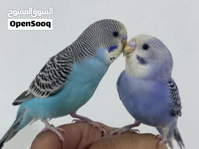 طيور حب للبيع