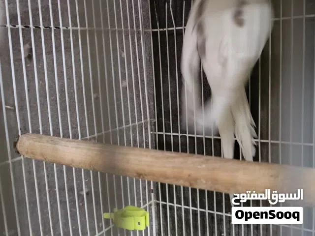 فحلة كريم فيس سادة وبصمه اول جهوزية