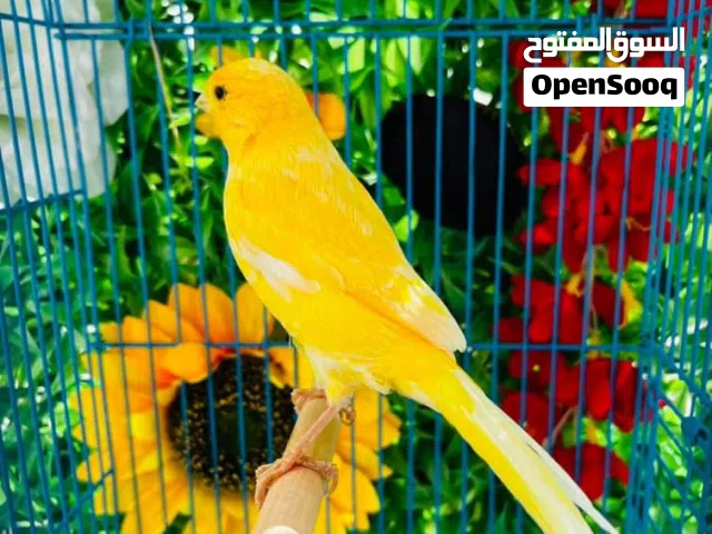 كناري مغرد