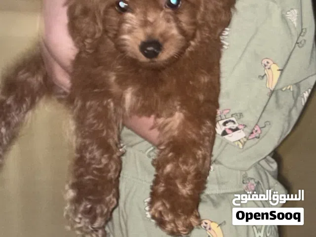 Toy maltipoo dog