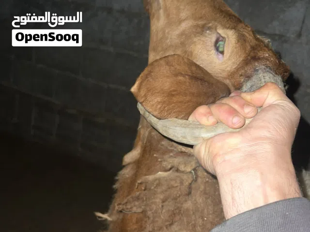 ماشاء الله الله يبارك ثلوتي درجه اولا علفه شعير وبادي لحم جمله ولا تفريد