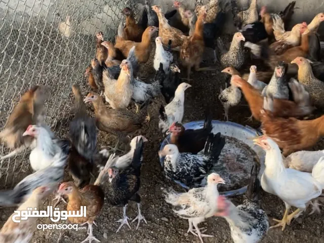 دجاج عربي مكس مع فرنسي سعر 18