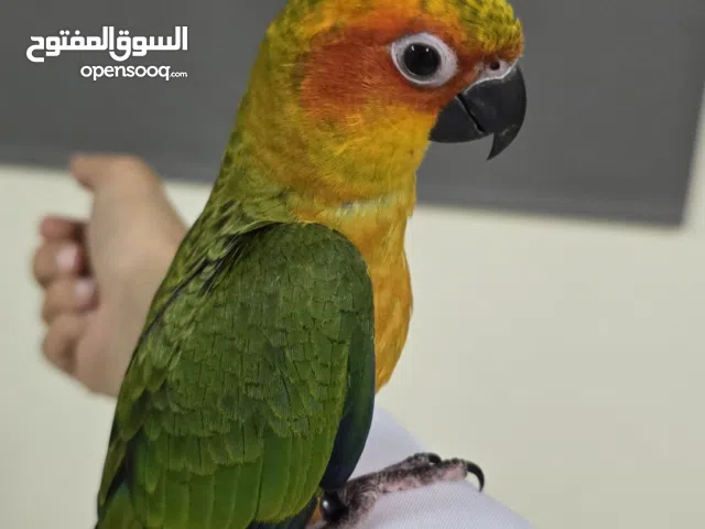 فندقة طيور تبدأ من 10 ريال