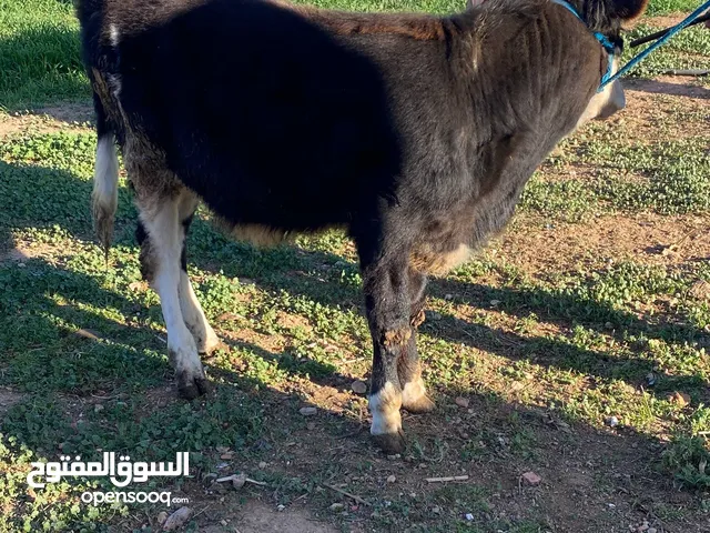ابقار (عجول) ماشاء الله
