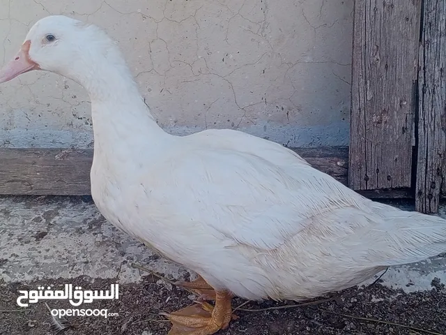 بط مولر ابيض مجاني