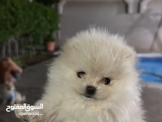 كلاب للتبني في الإمارات : جميع الأعمار