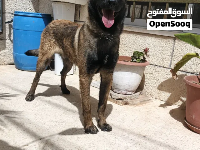 جرو مالينوا (Belgian Malinois) مستوى عالي عمر 5 شهور  ذكر جرو مميز جدًا من سلالة قوية ومعروفة