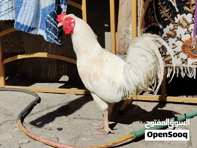 ديج نادر ابيض صحه فول