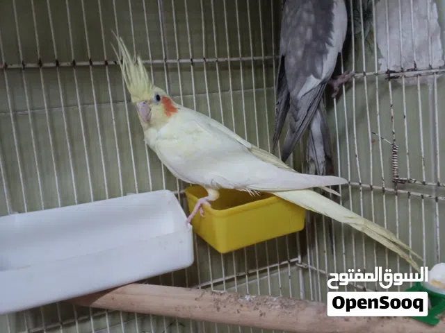 جوز كوكتيل شغال