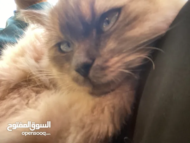 بسه للبيع داخل قرا نابلس