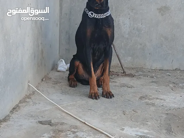 دكر دبرمان ألماني موصفات فل فل عمر سنه وشهرين أوامر اساسيه فقط