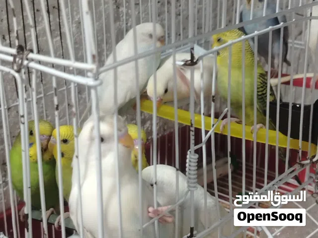 عصافير بادجي ربي ايبارك الوان مميزه للبيع