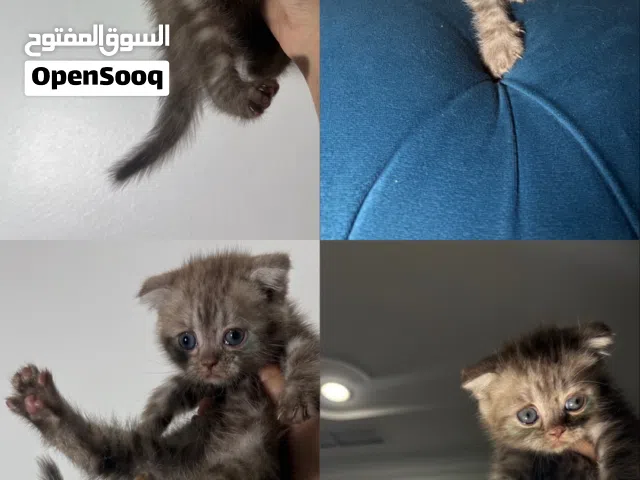 للبيع كتن سكوج فولد