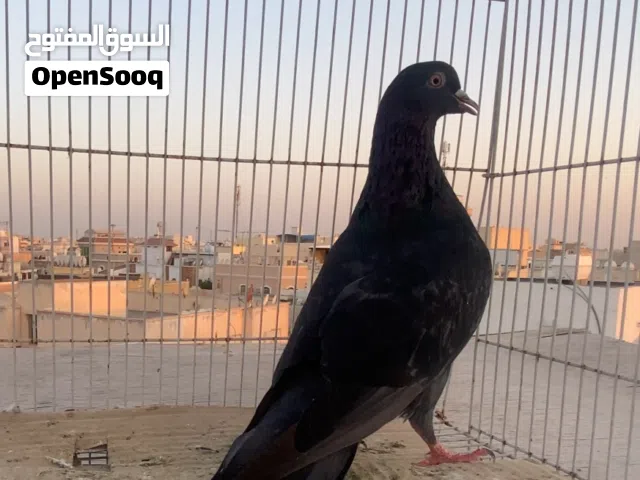 حمام قلابي