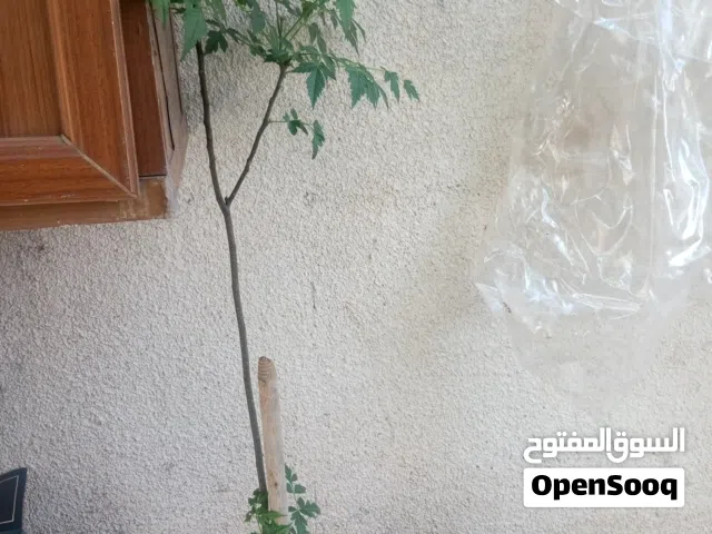 ثلاث شجرات مظلة حجم صغير بسعر15 دنانير