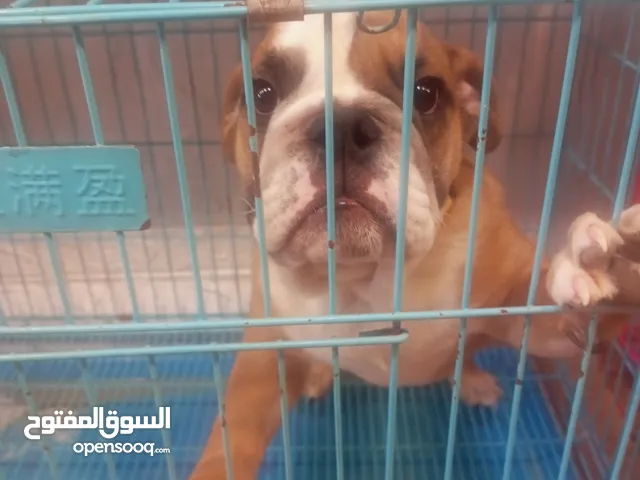 انجلش بولدوغ مميز بيدجر