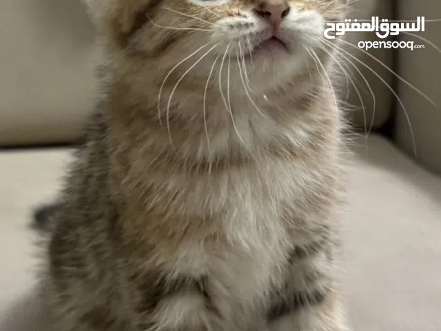 للبيع قطط سكوتش