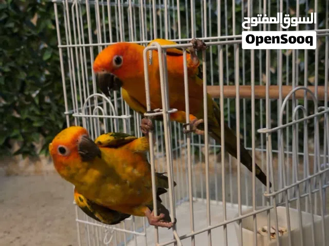 لبيع اتنين طيور ببغاء  كنيور
