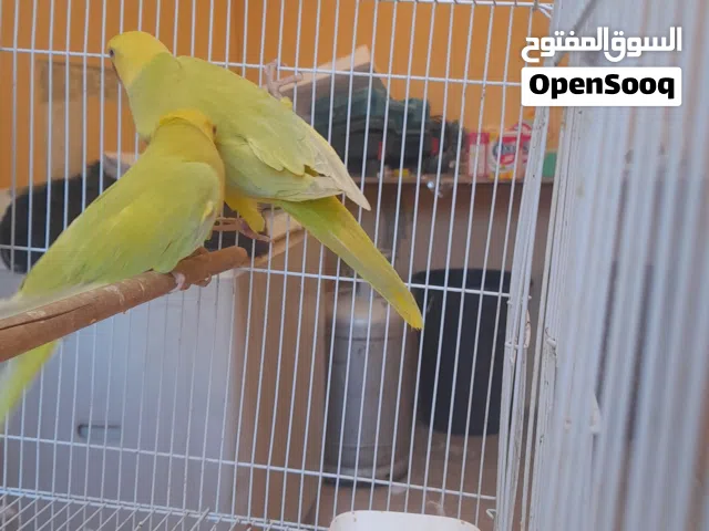 درة  للبيع
