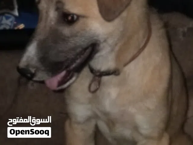 مطلووب كلب اكرمكم الله لتبني