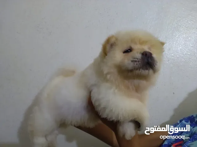 chow chow chiot