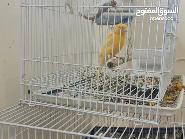 canary bird 2 pair