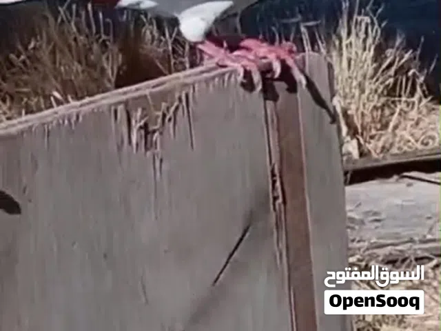 طيره دجية شغاله ام فراخ وجوز زرازير الفحل كشميري ذنب والطيره ذبينه ذنب وفي كمان اكم طيره مخلفات باضو