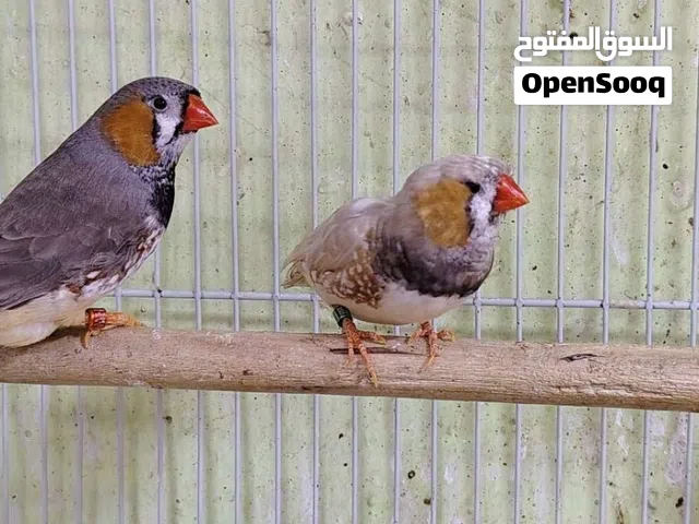 ذكور زيبرا مكس