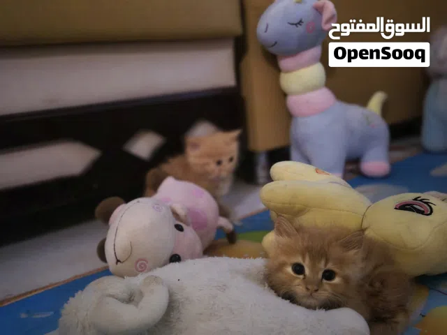 قطط تركيه انجورا للبيع