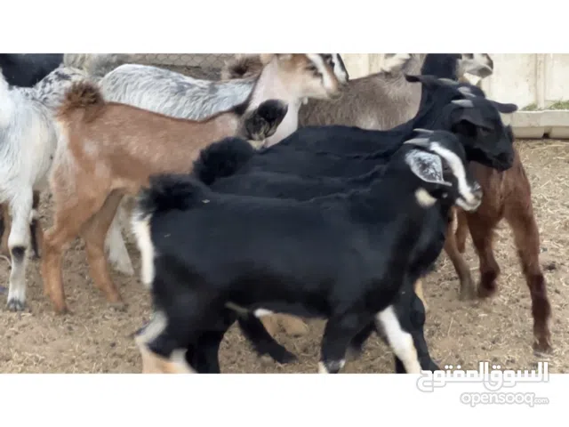 البيع ذبايح عربيات