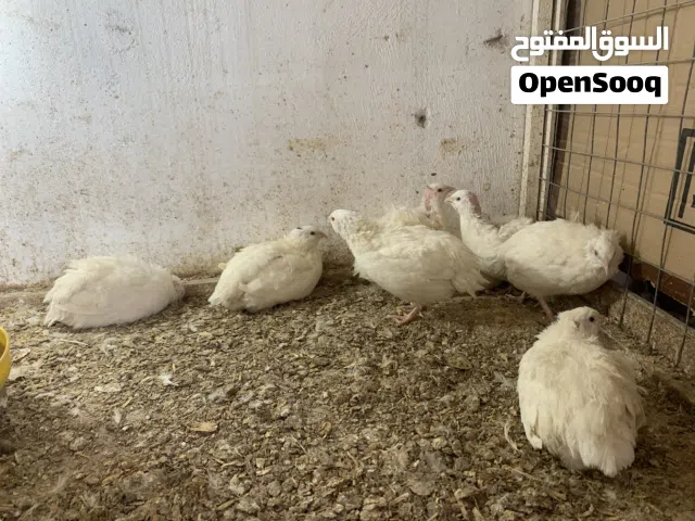 بيض تكساس امريكي مخصب (جامبو)