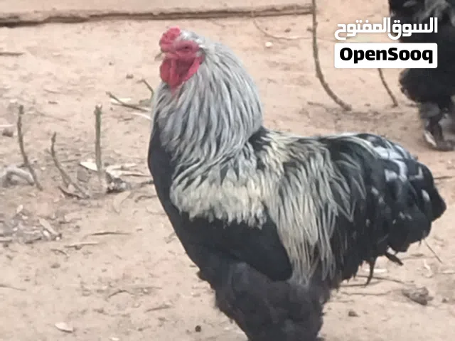 ديوكه براهميات للبيع