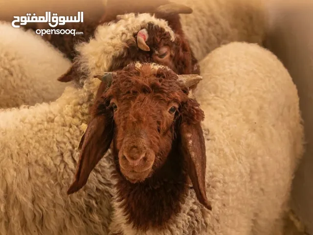 مطلوب ممول لصفقة تجارية مربحة
