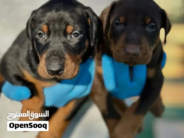 دوبرمان جراء شوكلت ...جميع اللقاحات اللازمه وجرعه الدود ومايكروشيب