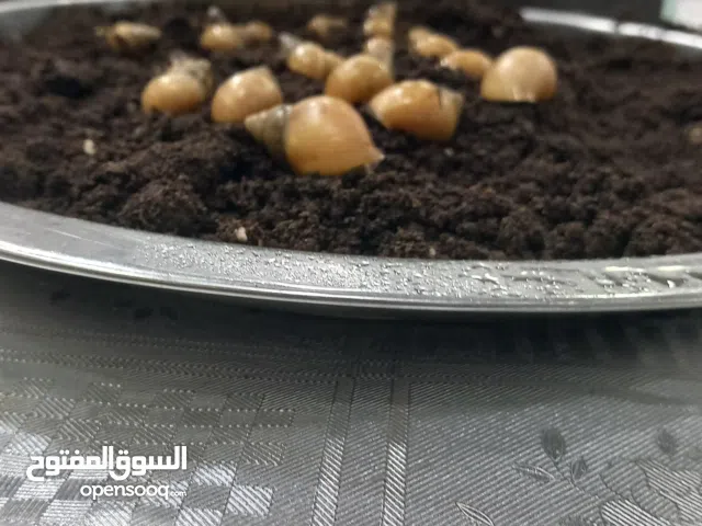 حلزونات مخاليف 《ابيض》