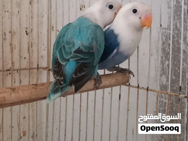 طرفين فيشر اوبلاين بلو