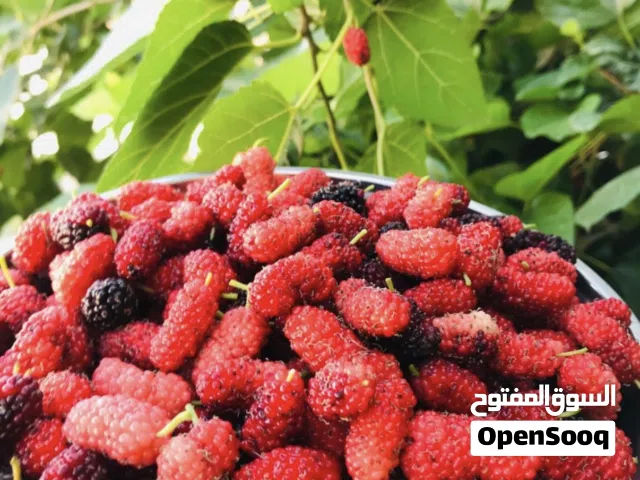 شتلات توت تايلندي معروف محلي فرصاد