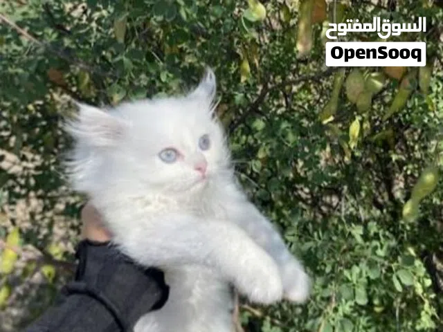 قطط لي بيع