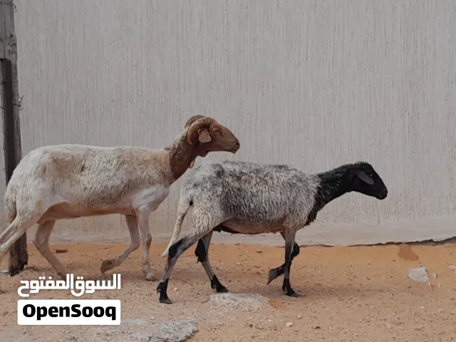 2نعاج وطنيات عشار بادن الله محصنات وسليمات من العيوب والامراض سنهم جمع صغير ضروعهم سليمات