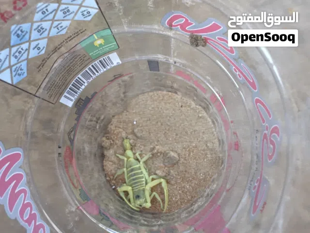 عقرب اصفر عربي العمر غير. معروف  الحجم وسط