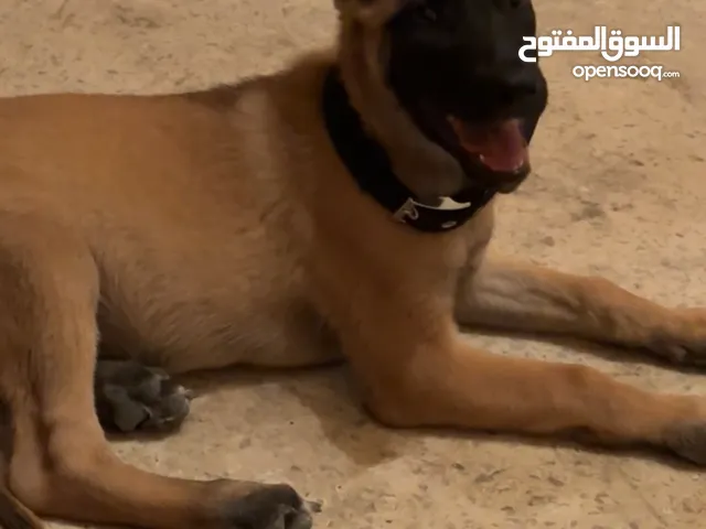 للبيع جرو مالينوا بلجيكي أصلي دم حامي عمره شهرين، بصحة ممتازة ونشيط جداً