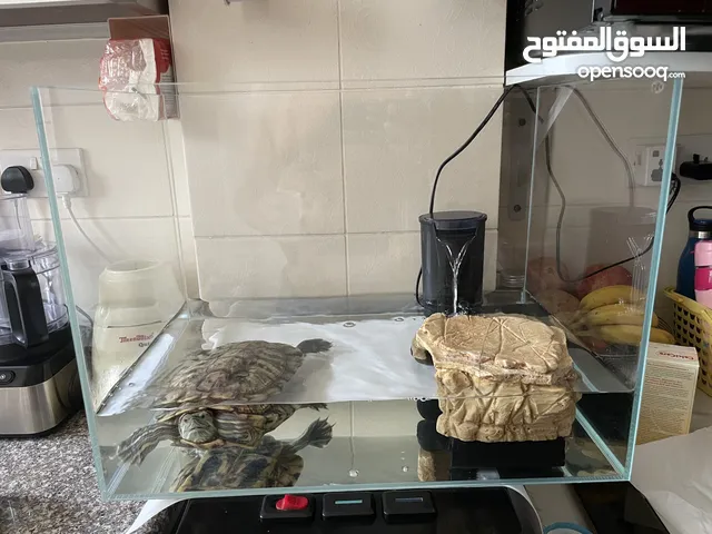 Turtle with Tank n filter