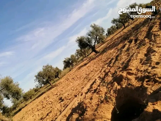 Farm Land for Sale in Riqdalin Other