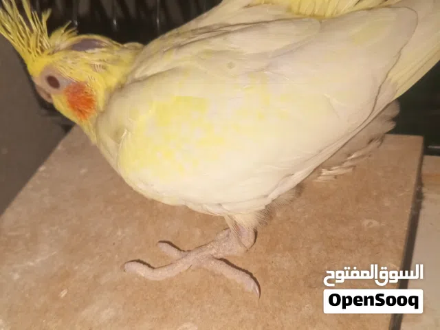 للغر اليدوي فراخ روز لاتينو عين حمره ولون تركواز  فراخ كوكتيل لاتينو عين حمره   وايت فيس