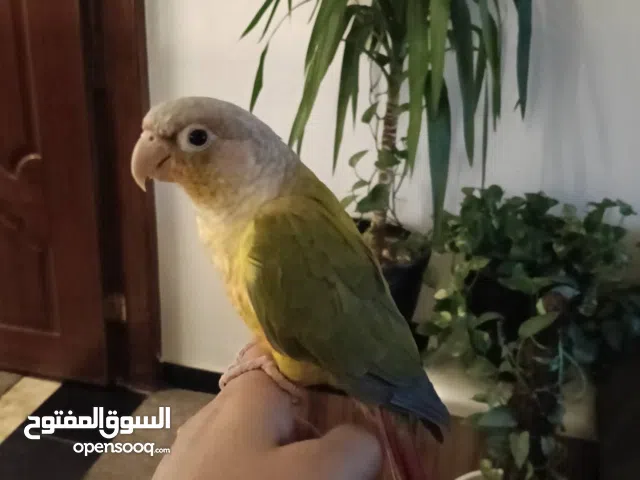 كنيور انناس اليف جدا للبيع