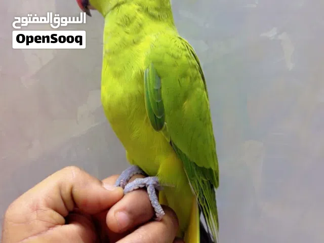 ببغاء الدره أليف صغير فالعمر