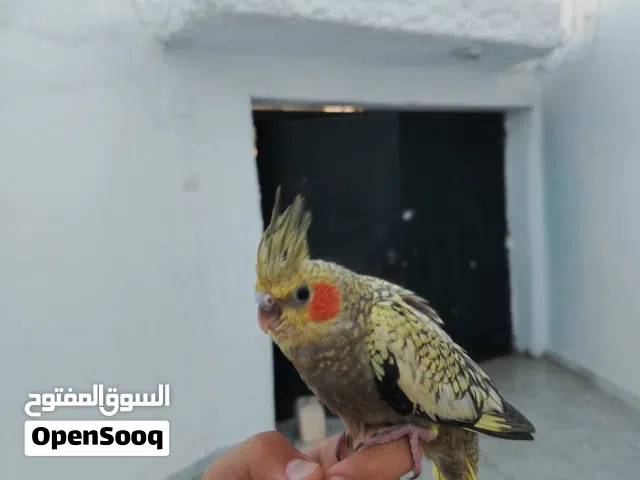 فرخ كوكتيل متعود اعلي الشرنقه