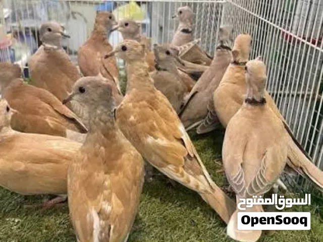 حمام يا كريم كلهم أناث الحبه على 3 دينار على الكوم