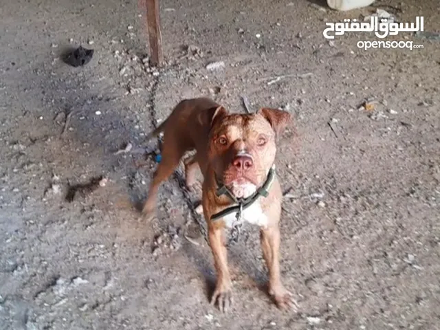 متاح بتبول لعوب