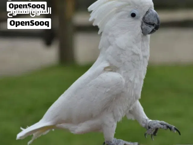 مطلوب طير كوكاتو للتبني